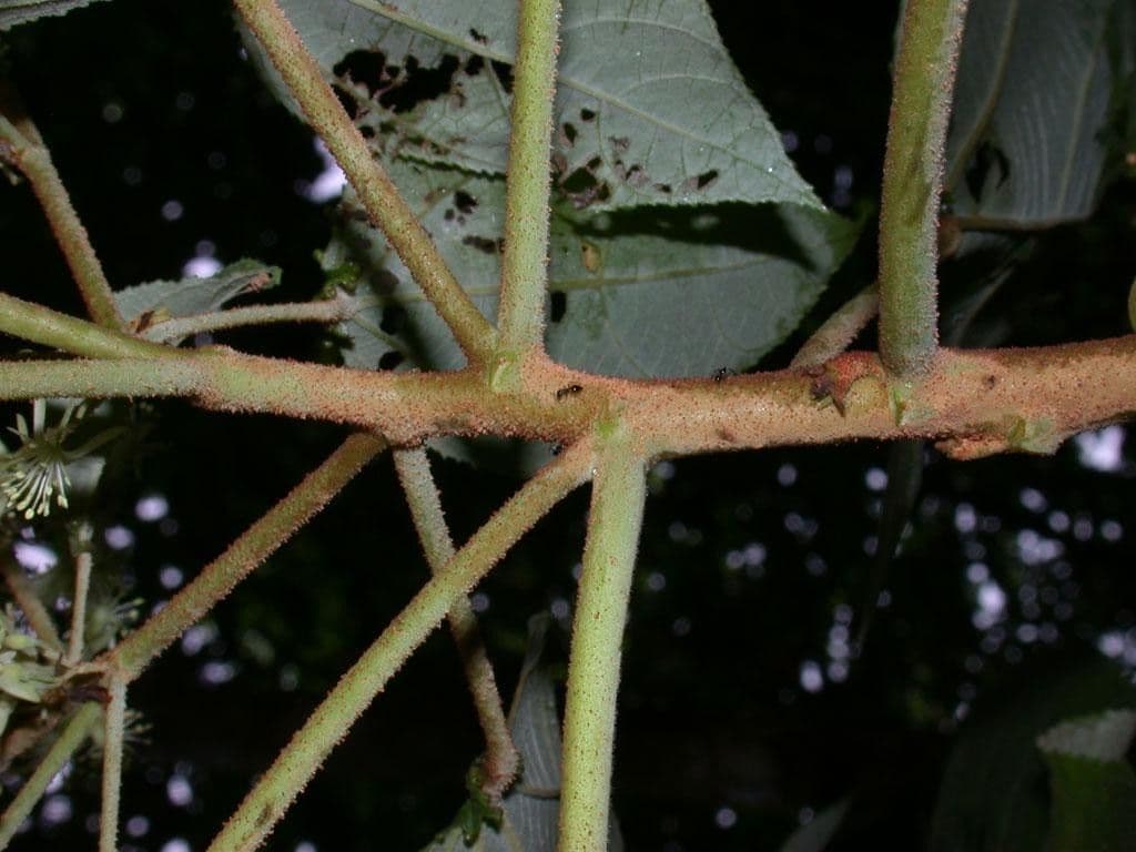 Heliocarpus 22