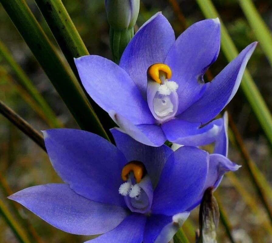 Thelymitra