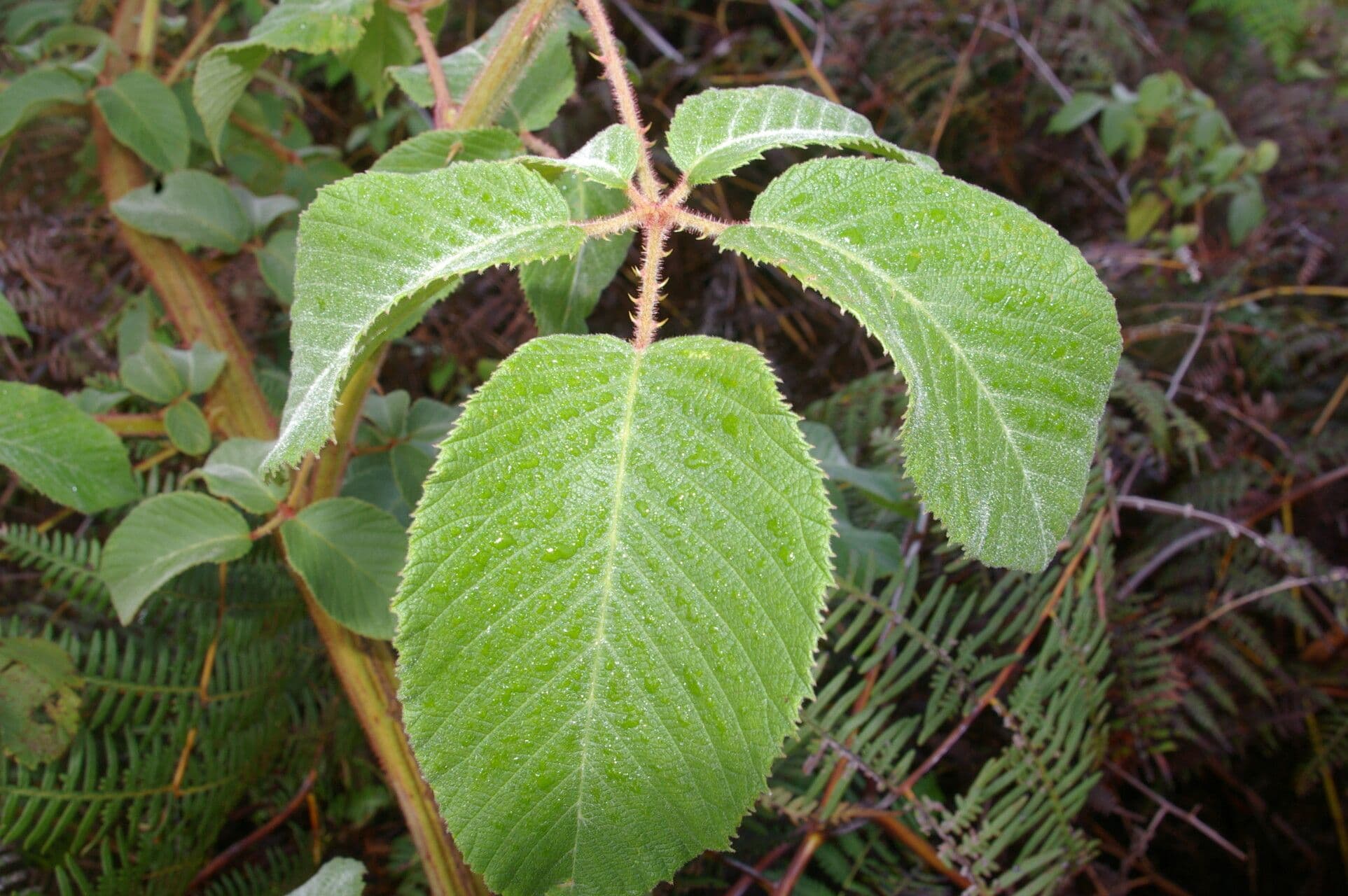 Rovo 11