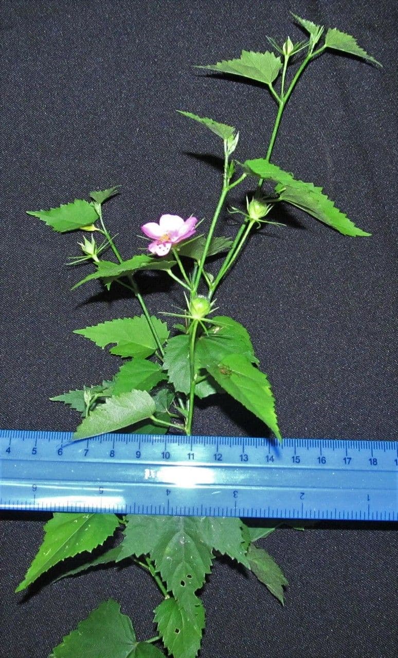 Hibiskus 11