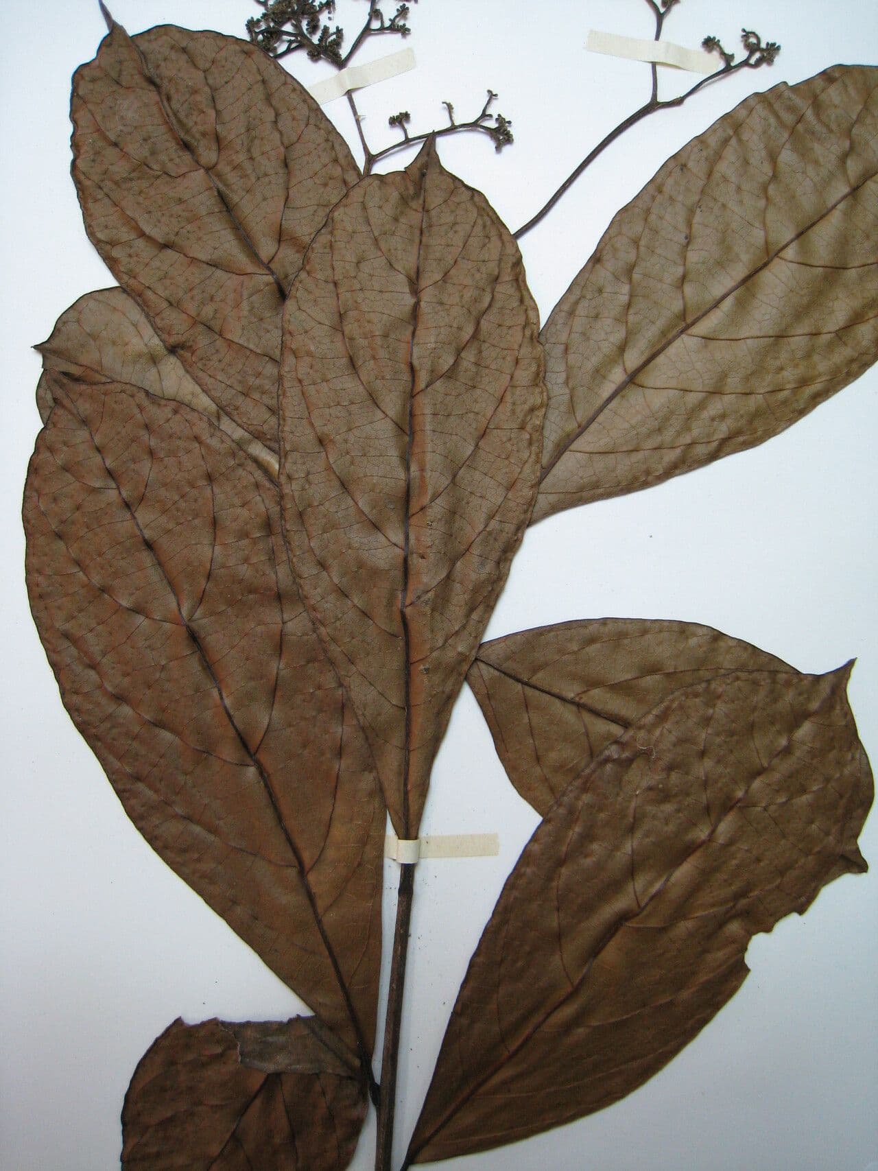 Cordia 2