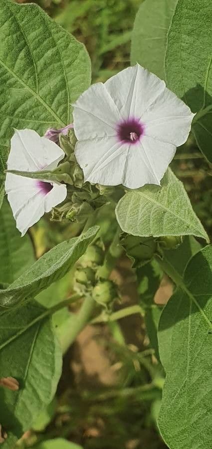 Astripomoea