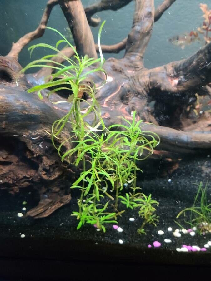 Pogostemon stellatus