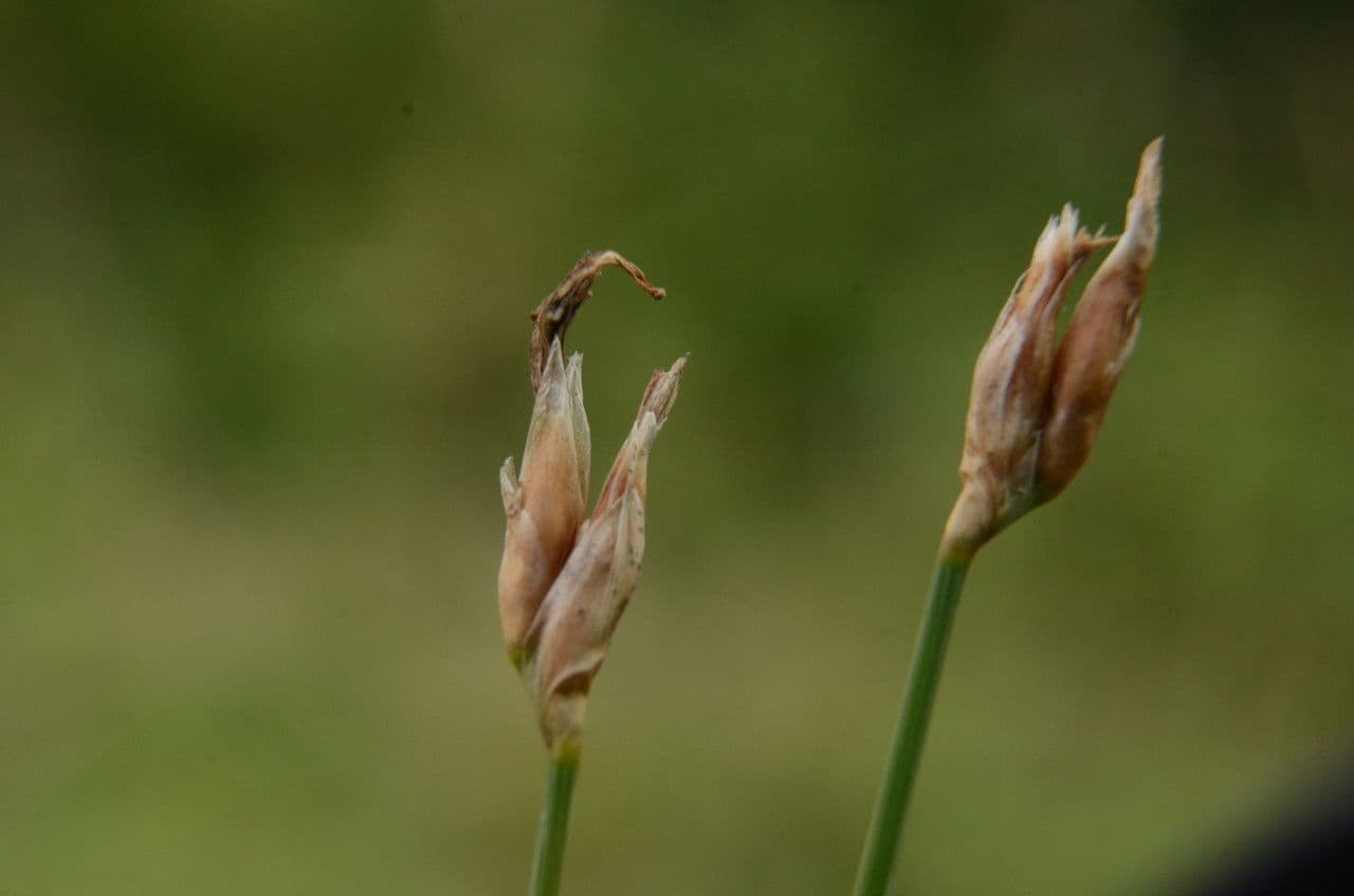 Afillante 5