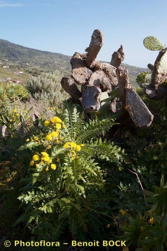 Sonchus 16