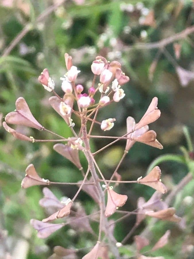 Capsella rubella 5