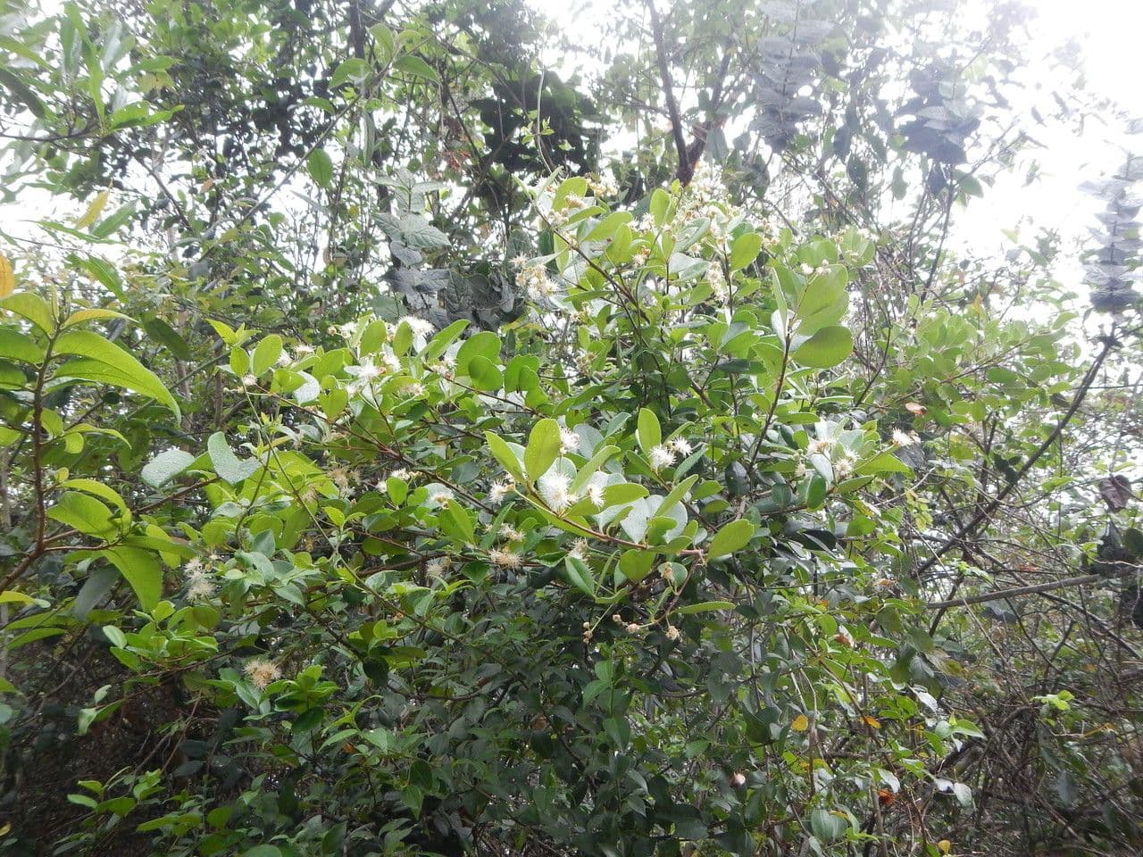 Mirto fragrante 7