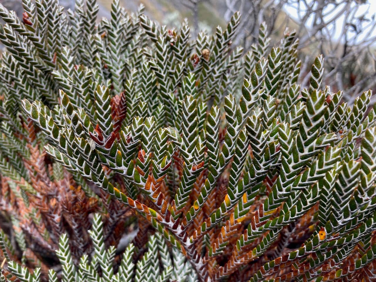 Andicolea 3