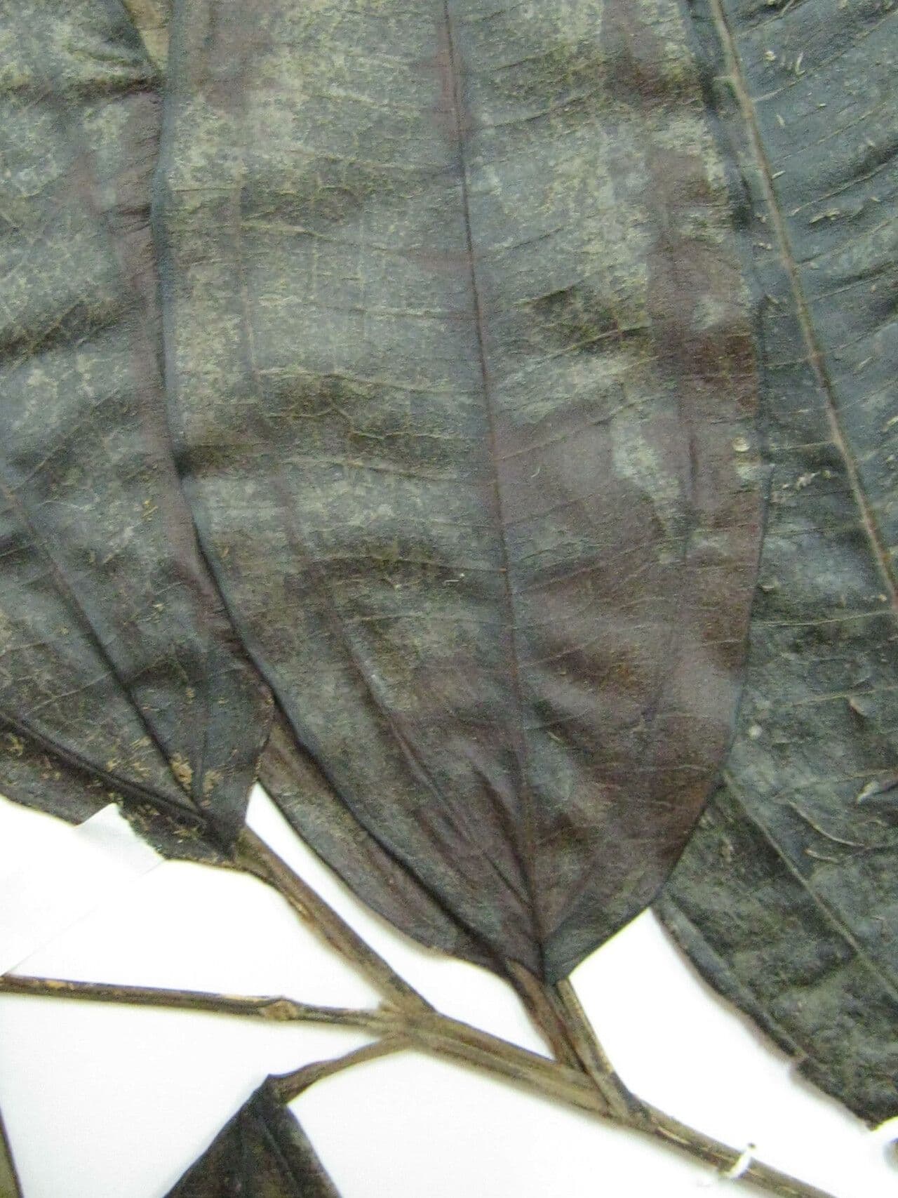 Miconia prasina 14
