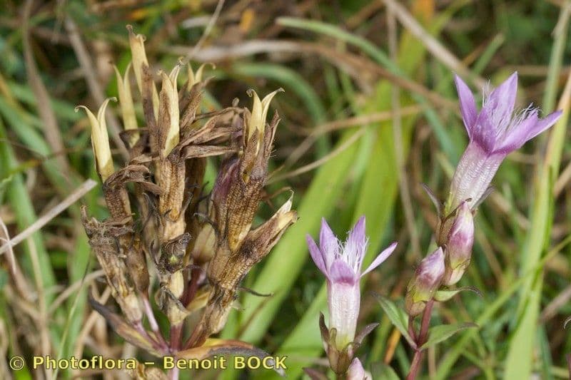 Genziana tedesca 3
