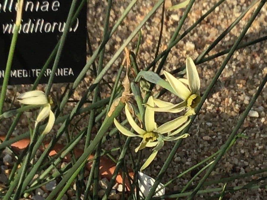 Narciso