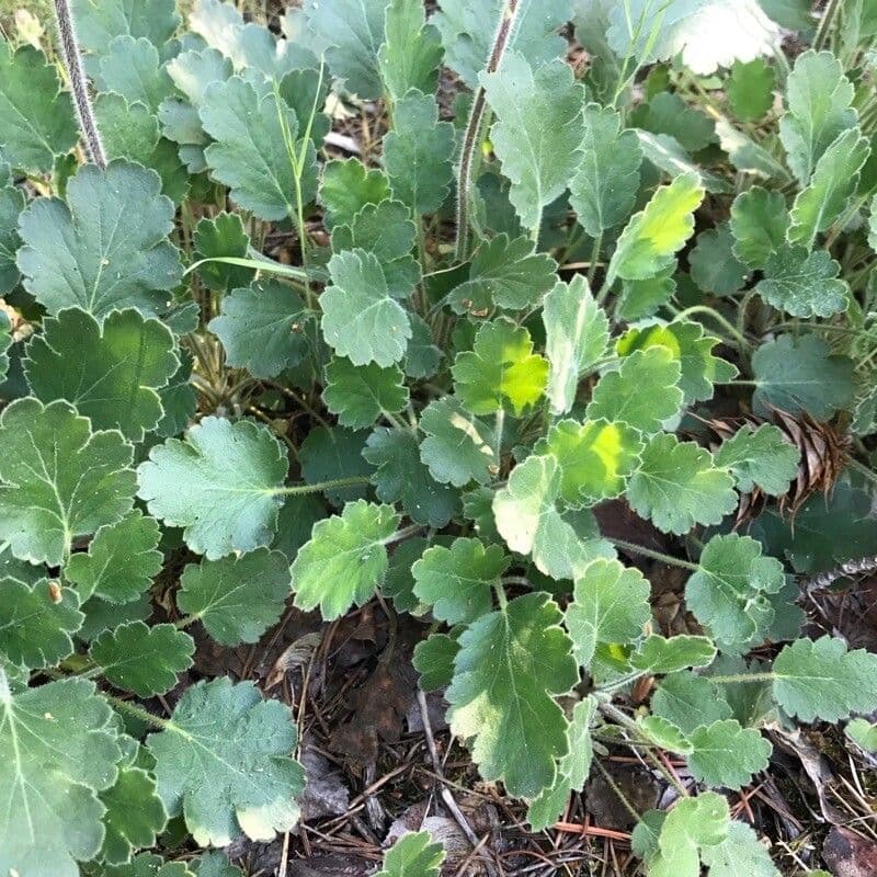 Heuchera cilindrica 8