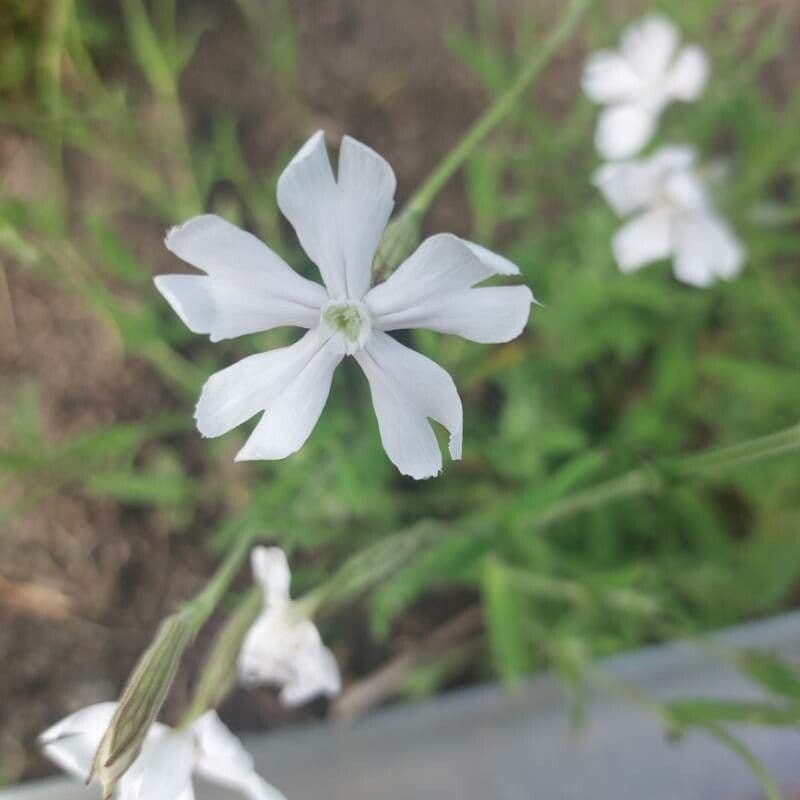 Silene 5