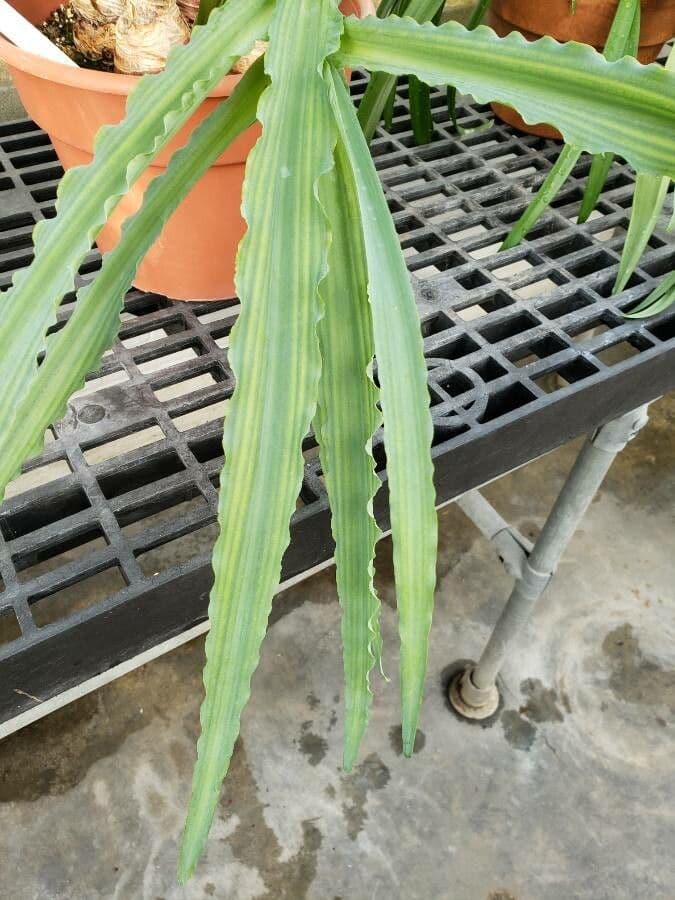Veltheimia 10