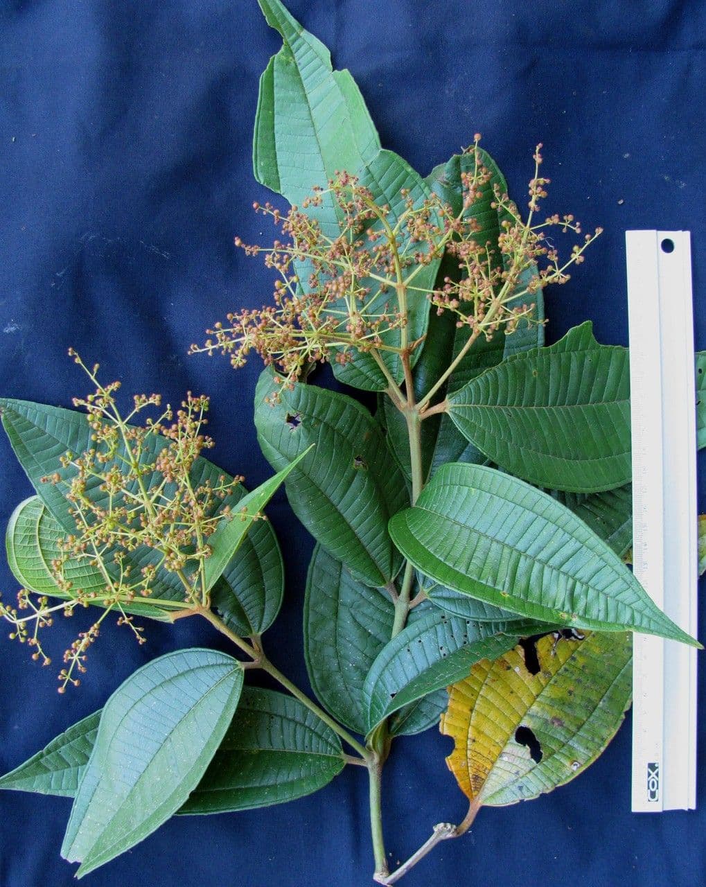 Miconia 12