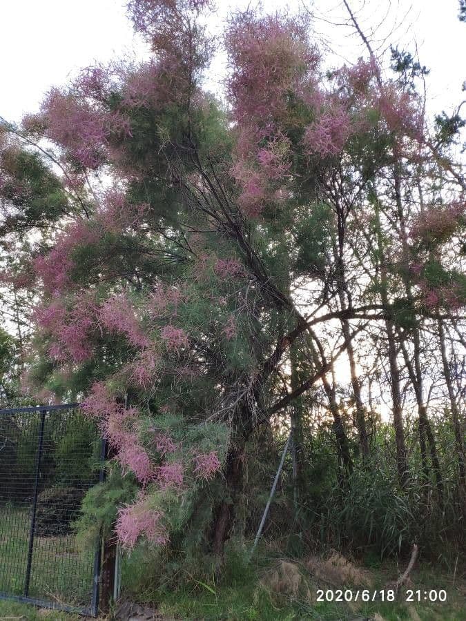Tamarix parviflora 13