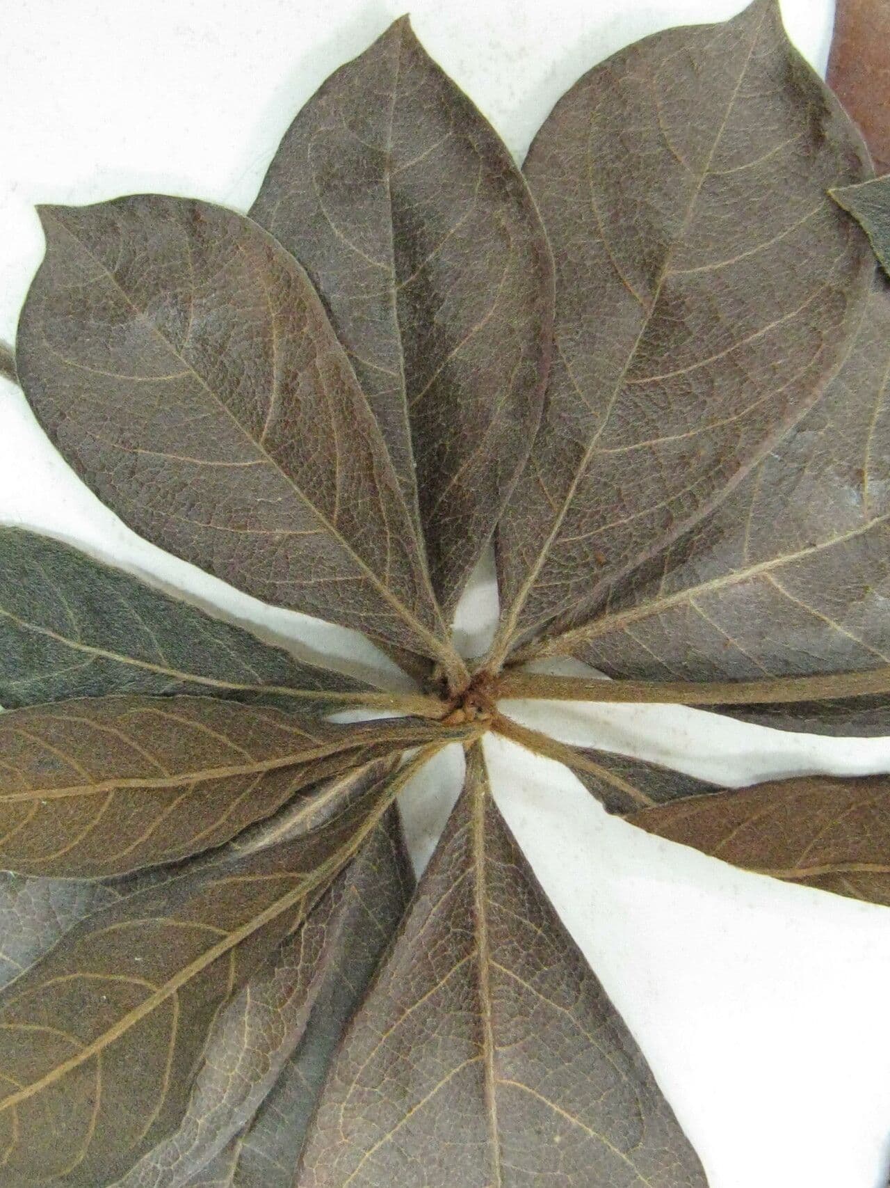 Terminalia 6