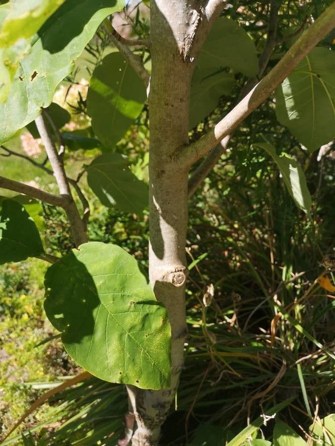 Magnolia acuminata 22