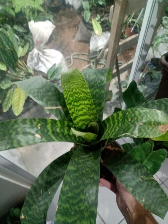Vriesea 4