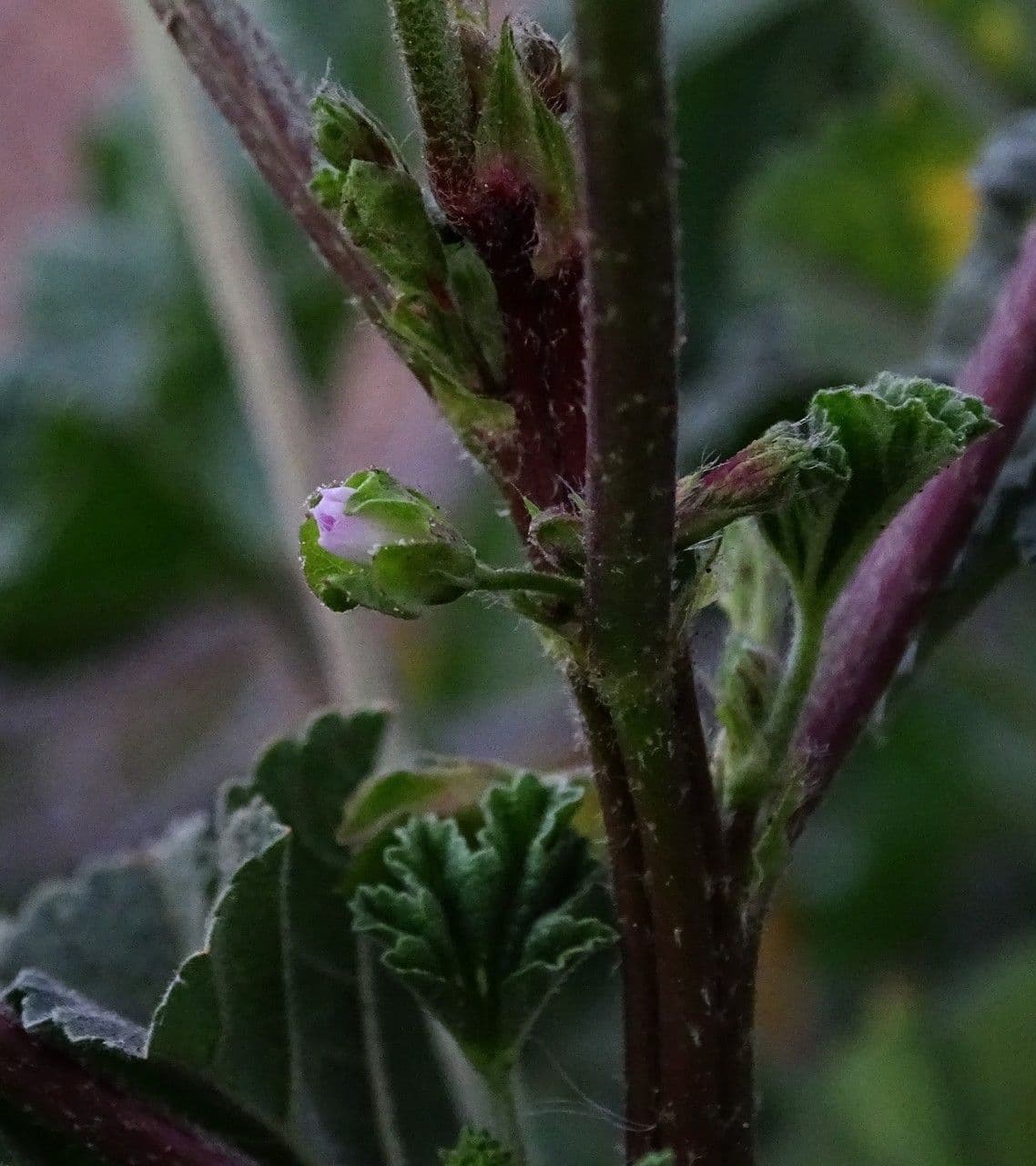 Malva minore 21
