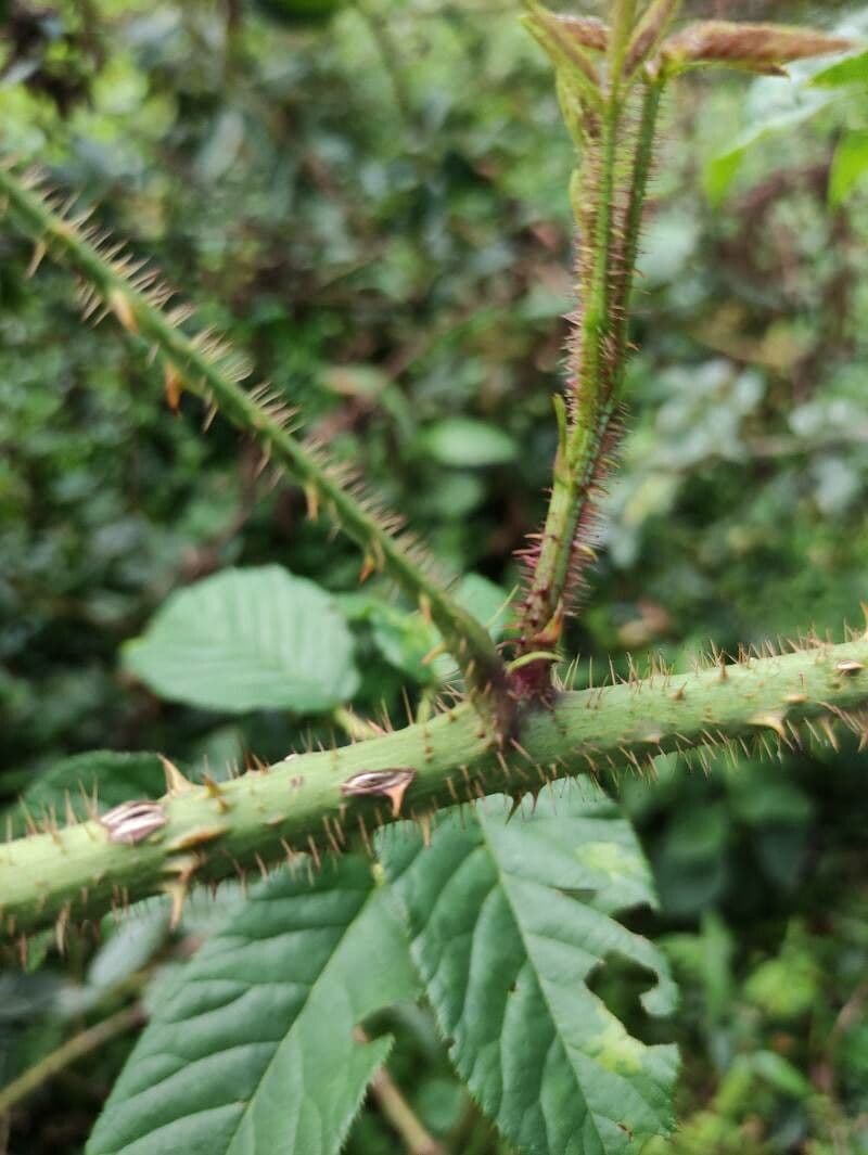 Gefurchte Brombeere 22