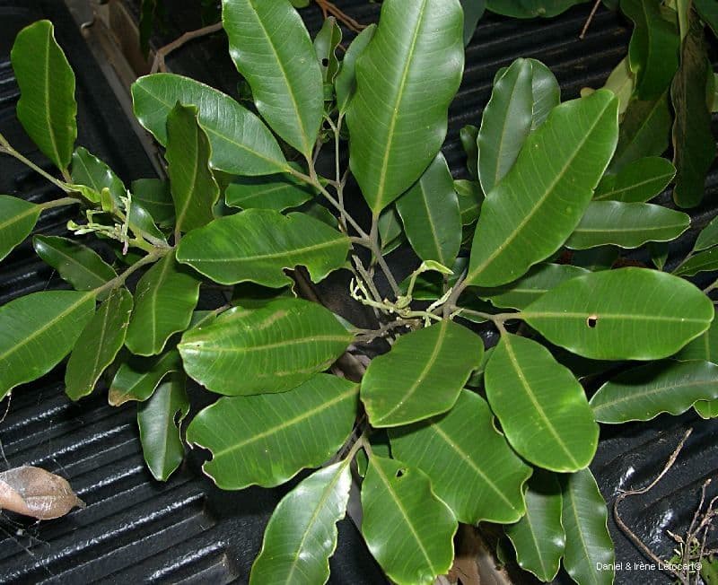 Flindersia 5