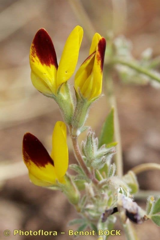 Loto violaceo