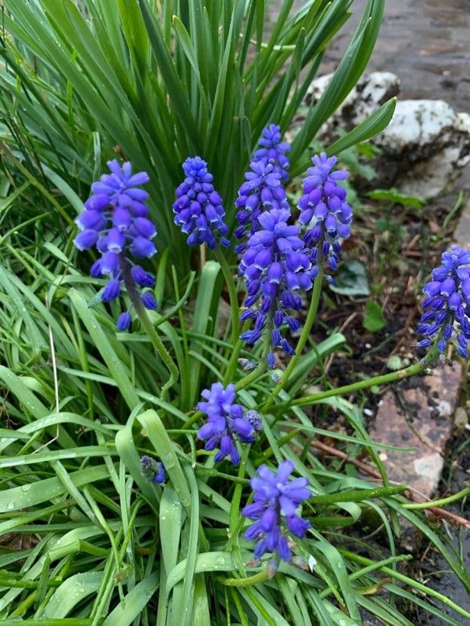 Szafirek miękkolistny 11