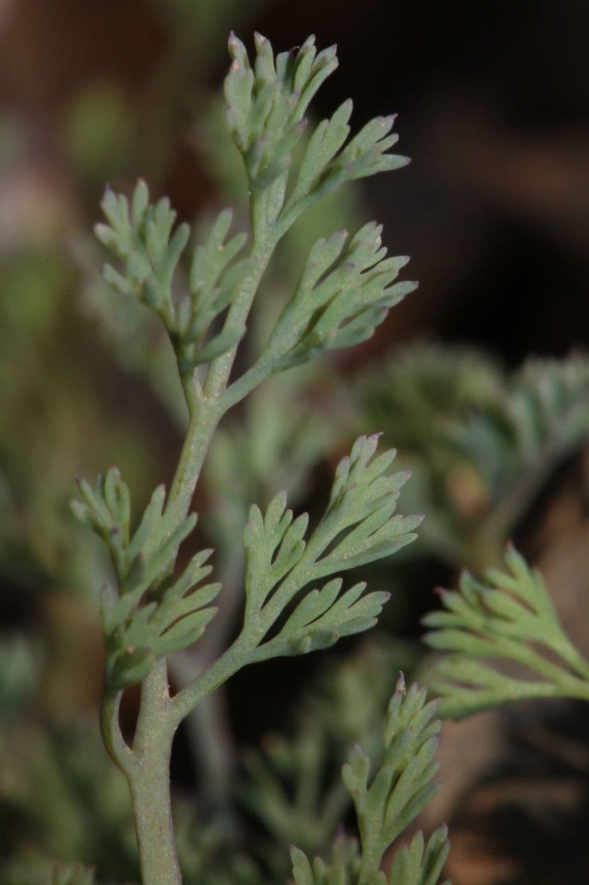 Kleinblütiges Erdrauch 14