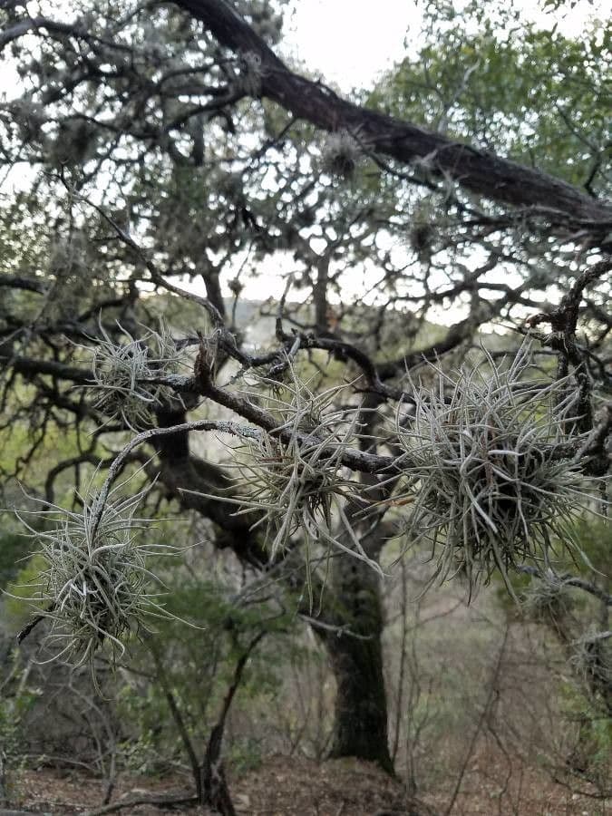 Tillandsia 15