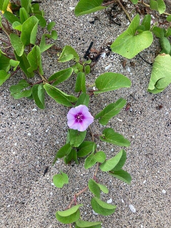 Campanella piede di capra 6
