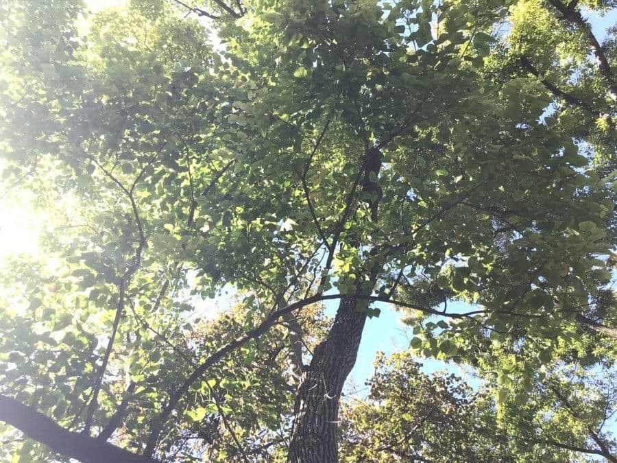 Candleberry-tree 21
