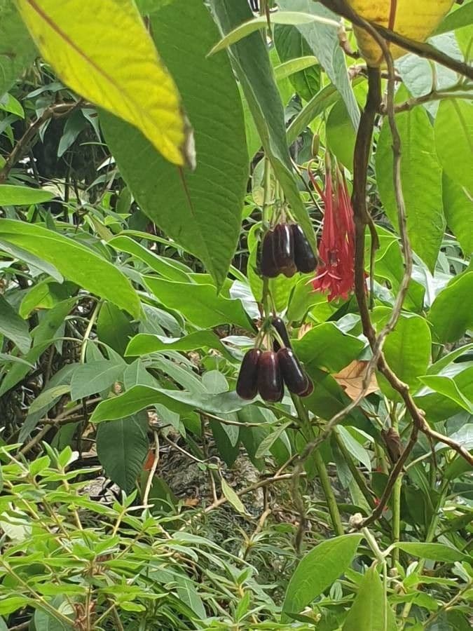 Fuchsien 4
