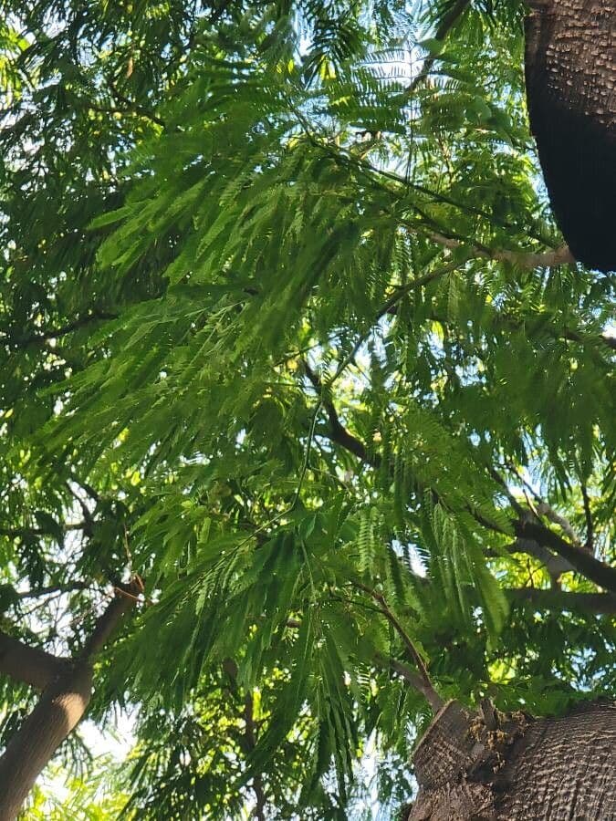 Guanacaste 19
