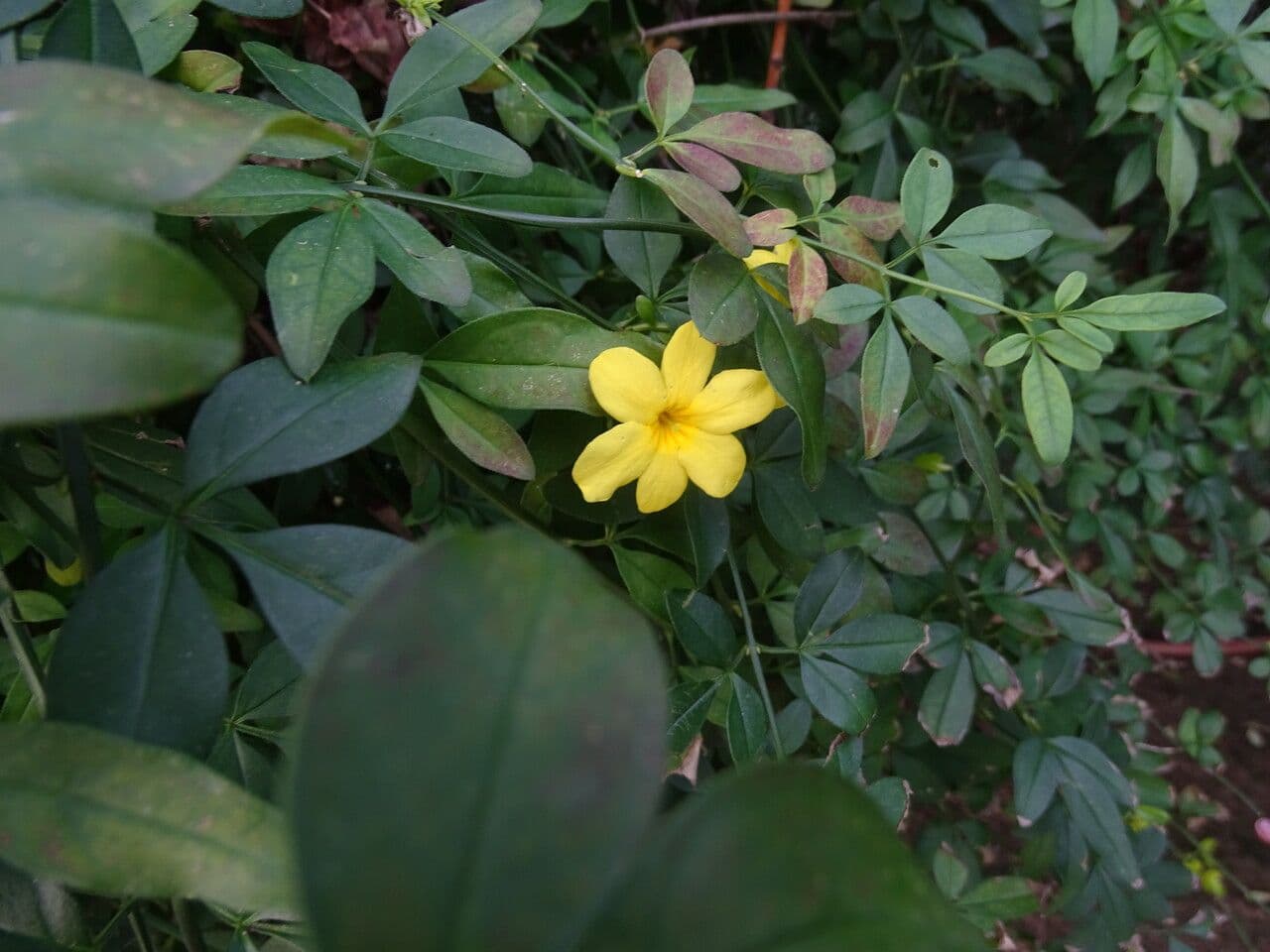 Winterjasmin 12