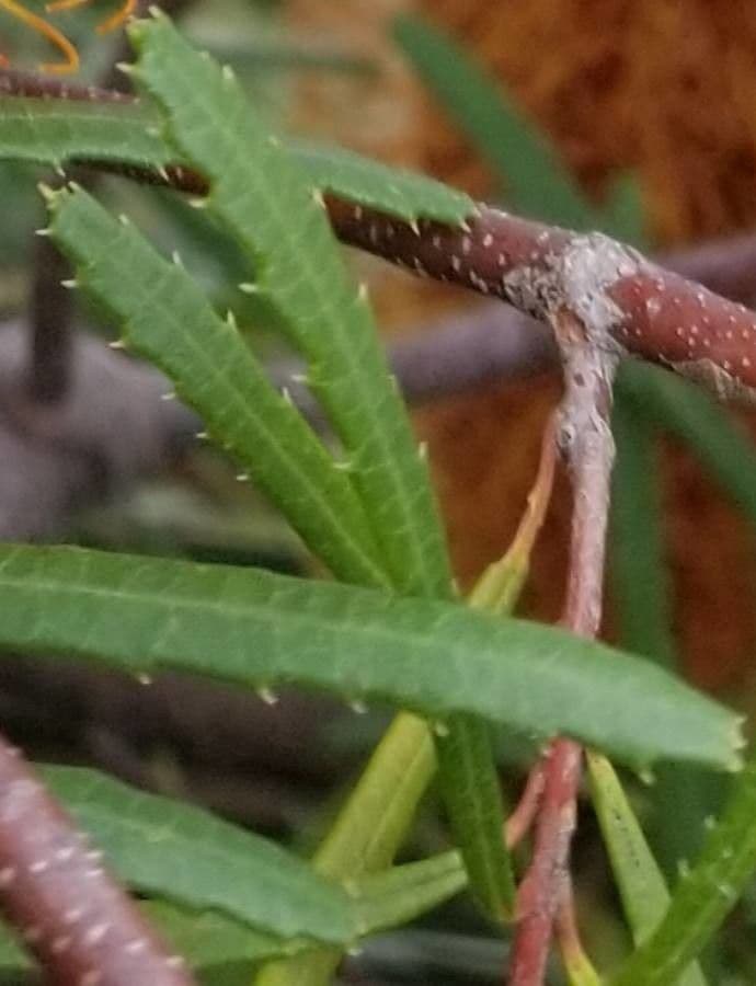 Banksia espigada 11