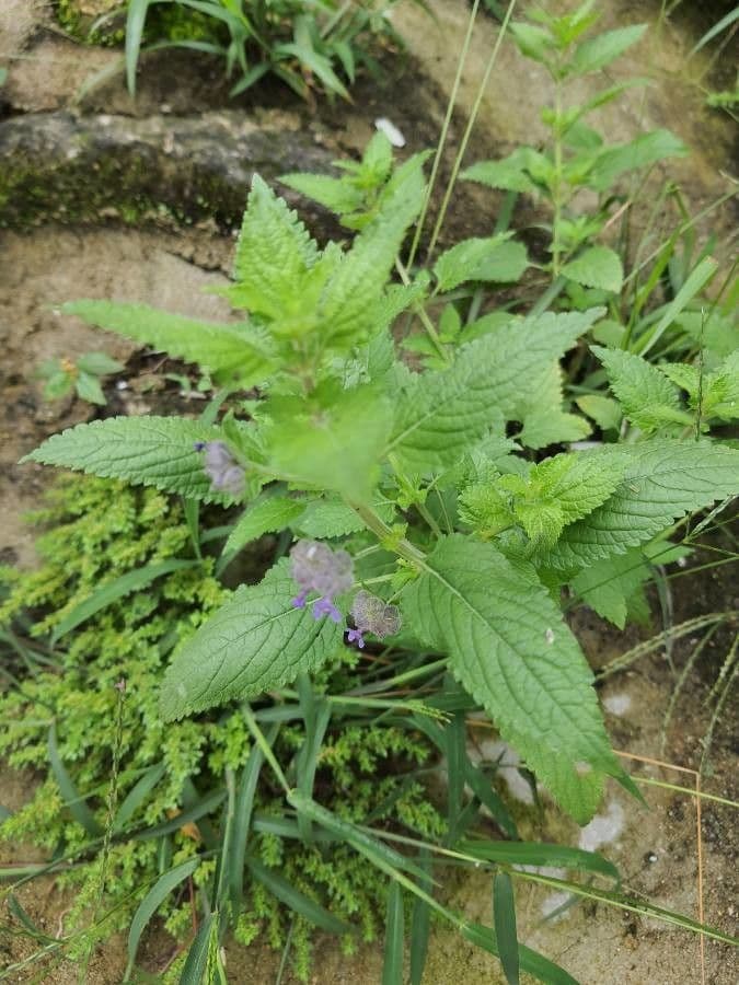 Marsypianthes 16