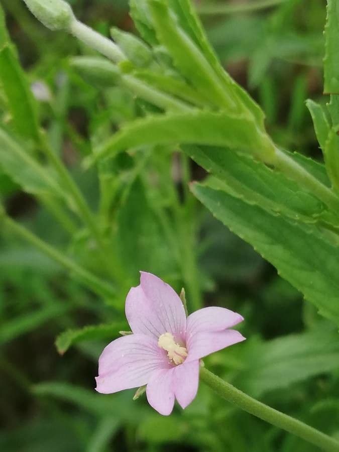 Epilobio ciliato 7