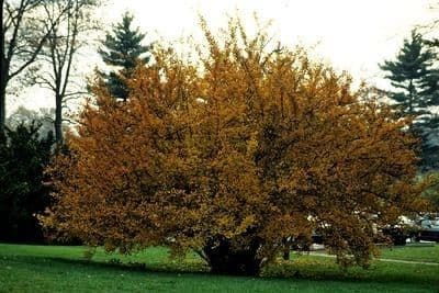 Photinia villosa 15
