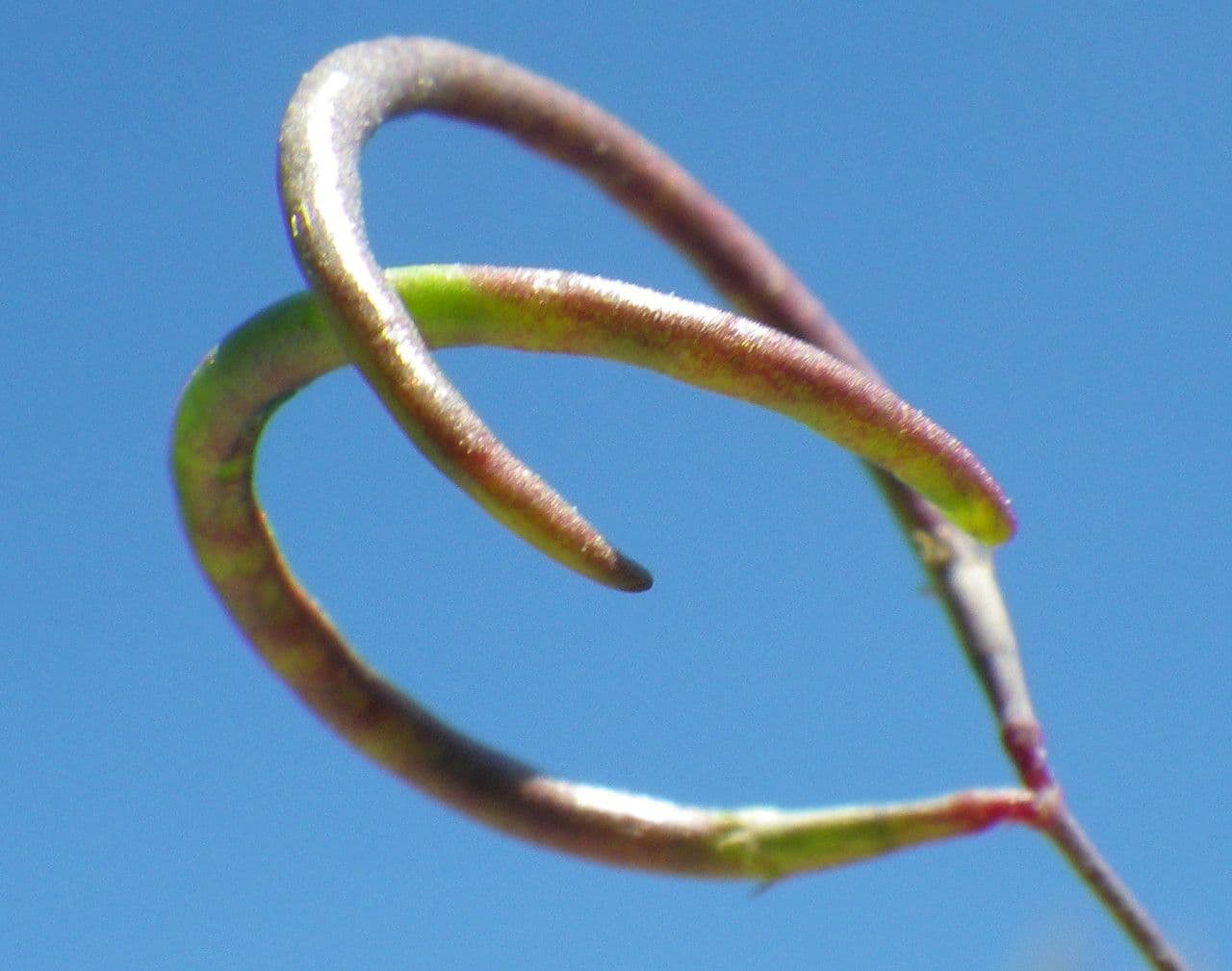 Ornithopus pinnatus