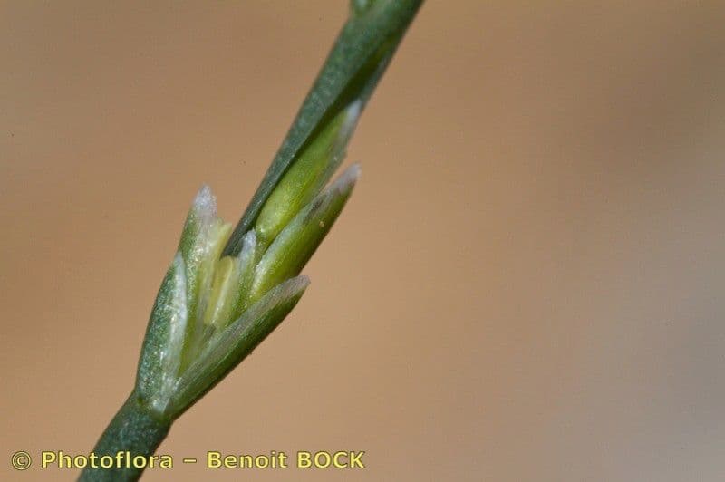 Festuca