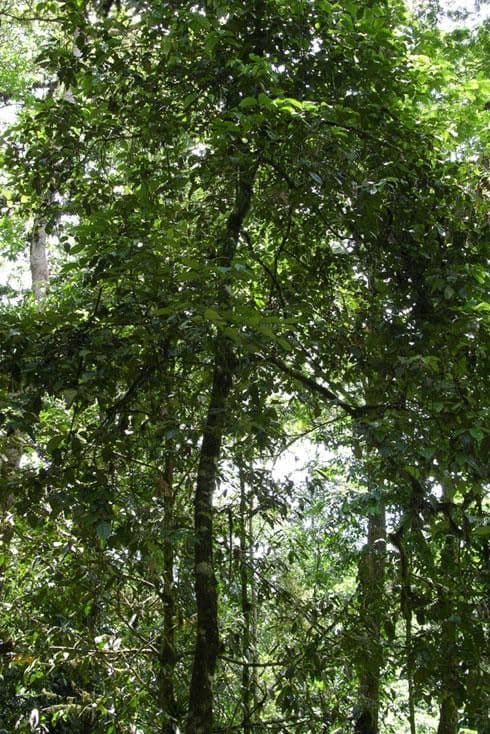 Nectandra