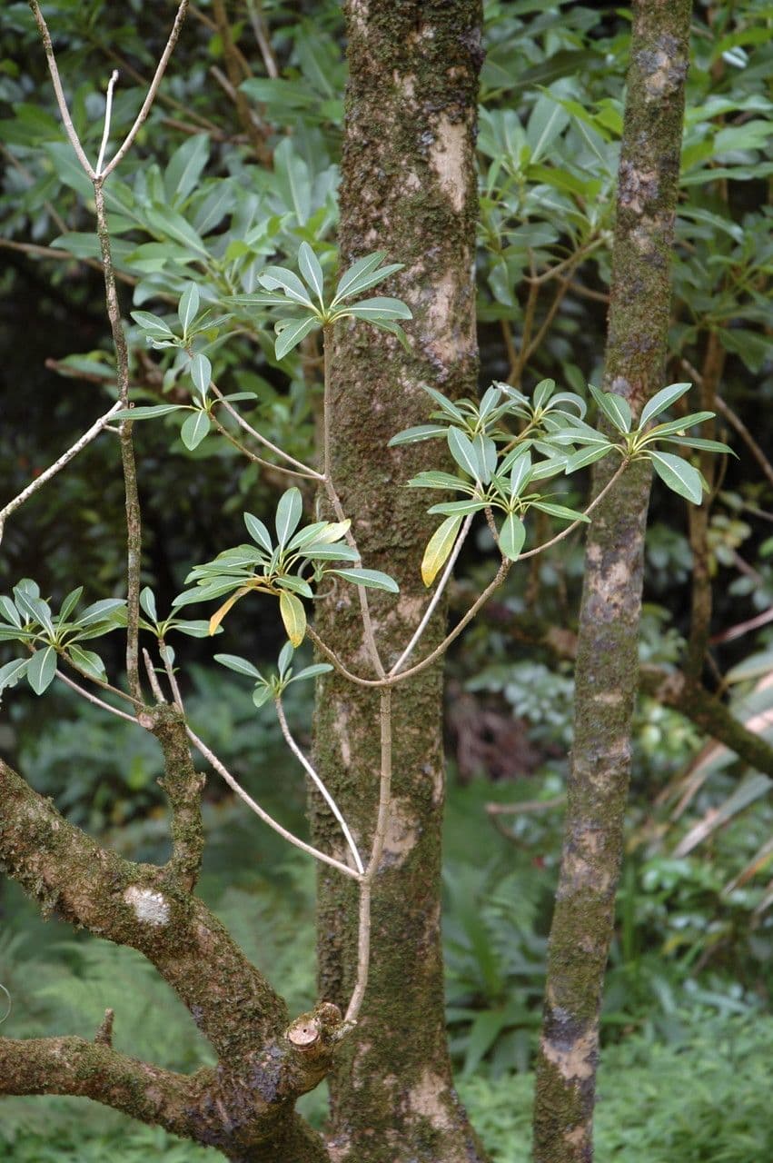 Rauvolfia