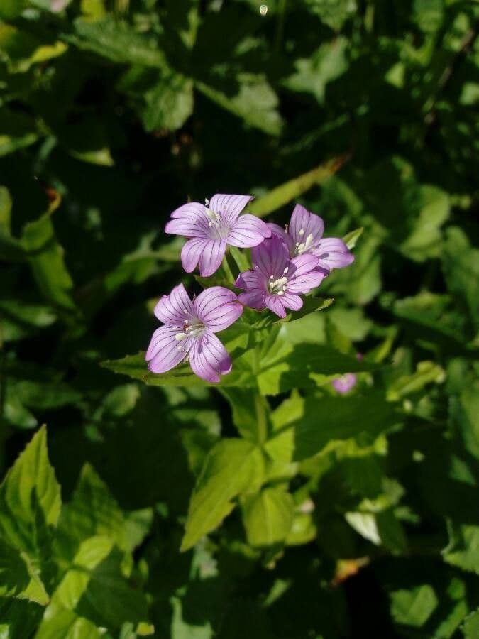Epilobium alpestre 9