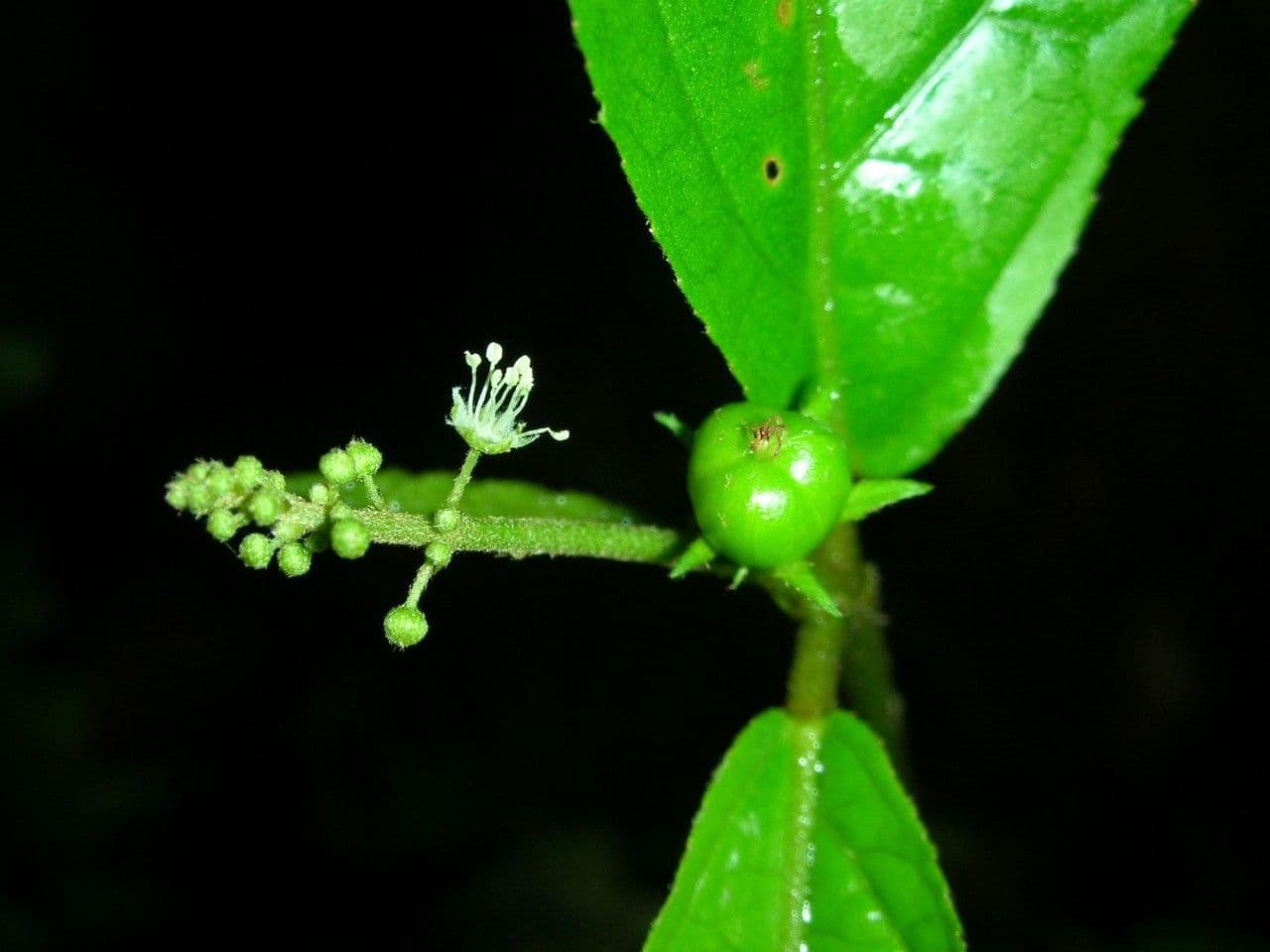 Croton 8