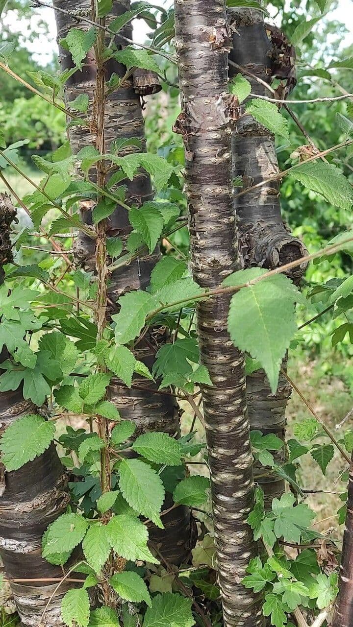 Ciliegio grigiastro 5