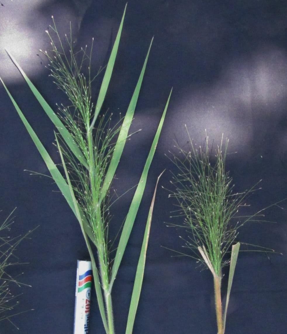 Panicum rudgei 2