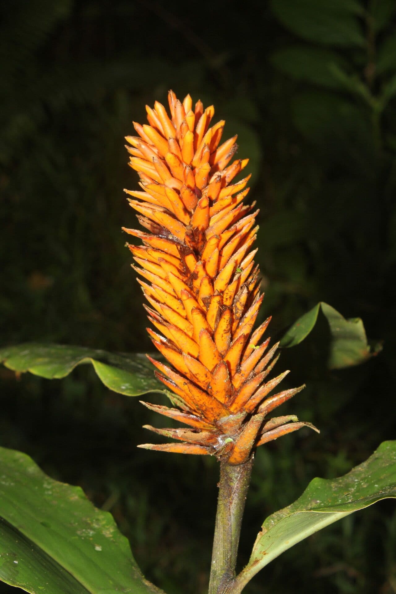 Renealmia pendula