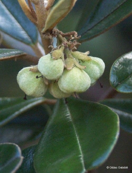 Solmsia calophylla 3