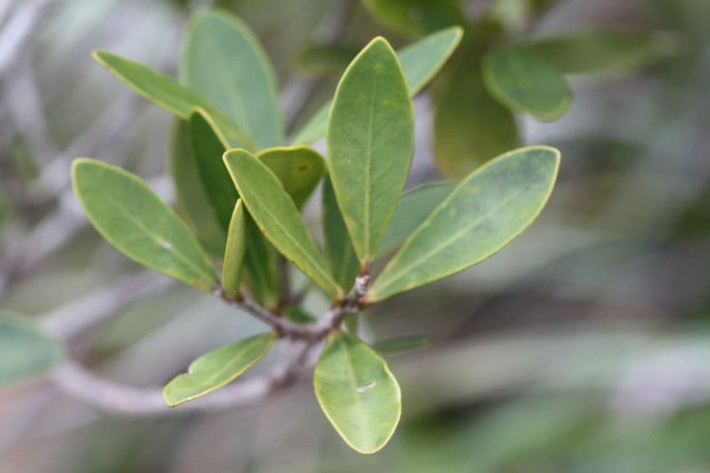 Eugenia 10
